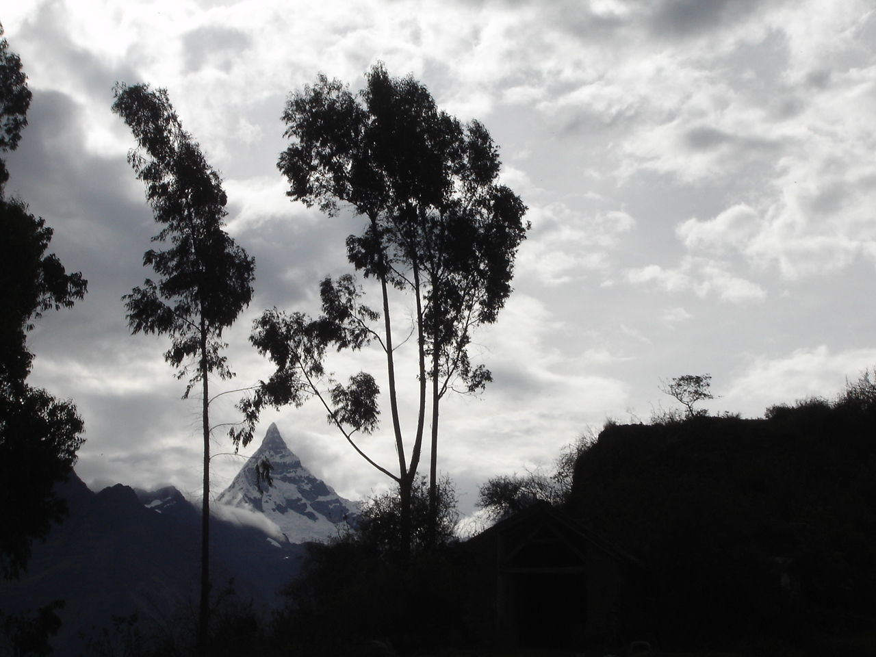 Nevado entre arboles