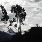 Nevado entre arboles