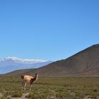 Nevados