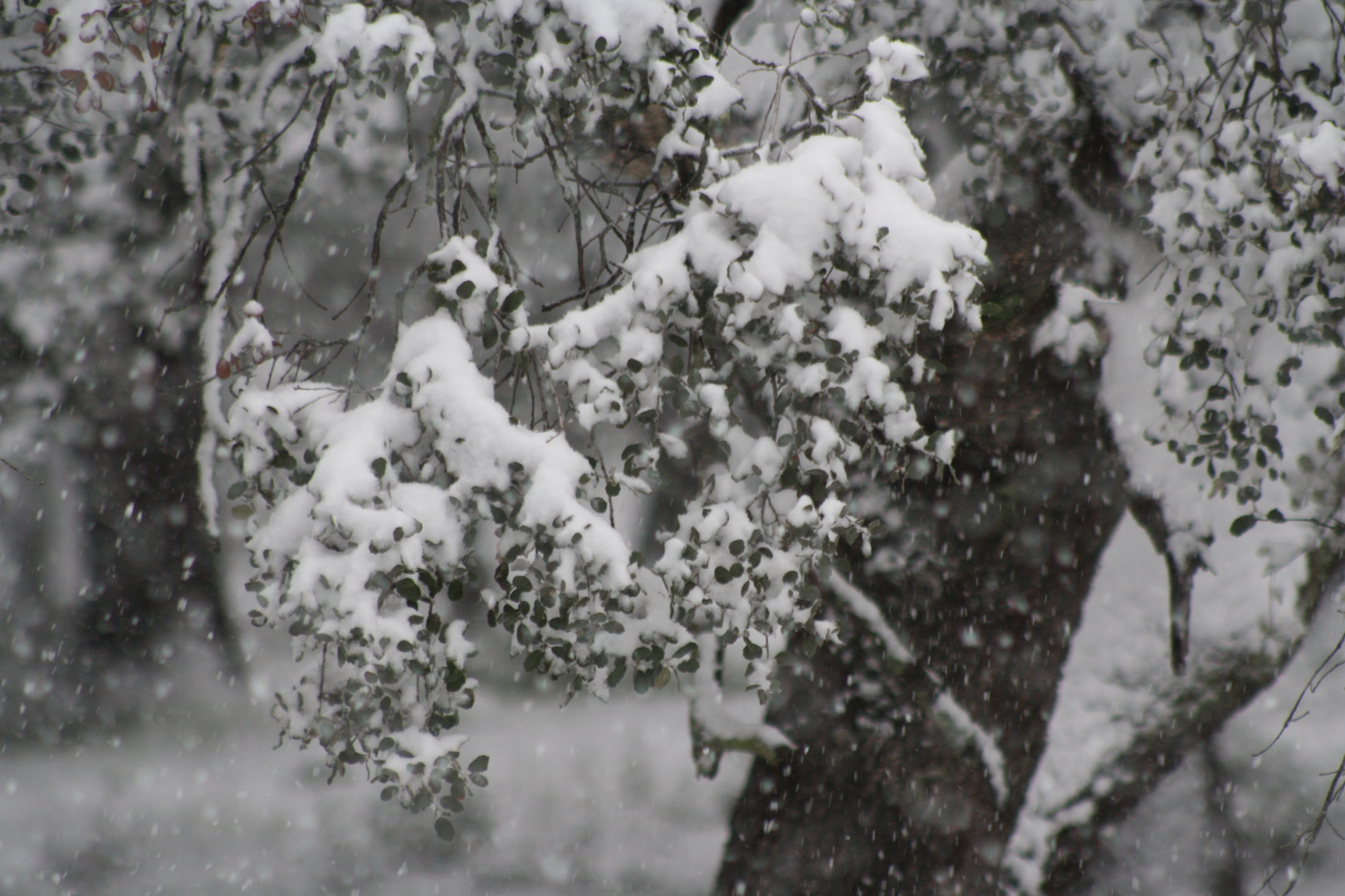 nevando