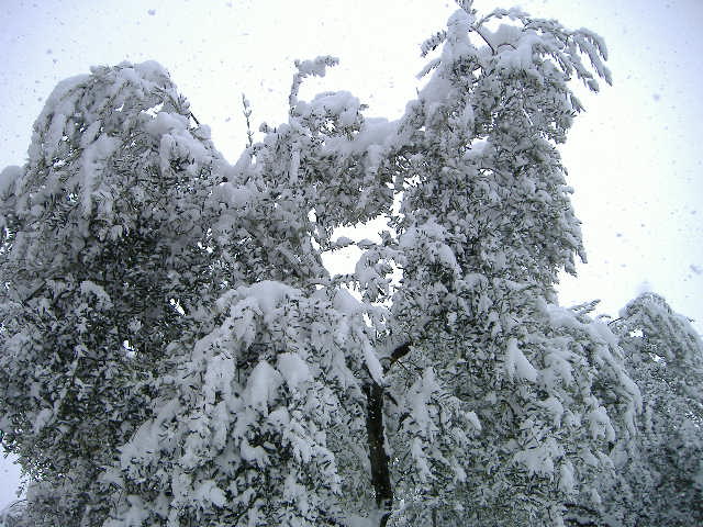 neve 2007