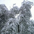 neve 2007