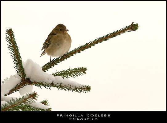 Neve con... fringuello