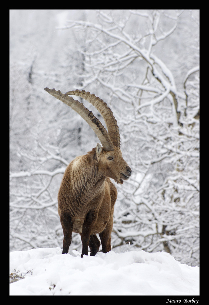 Neve d' aprile !!!!