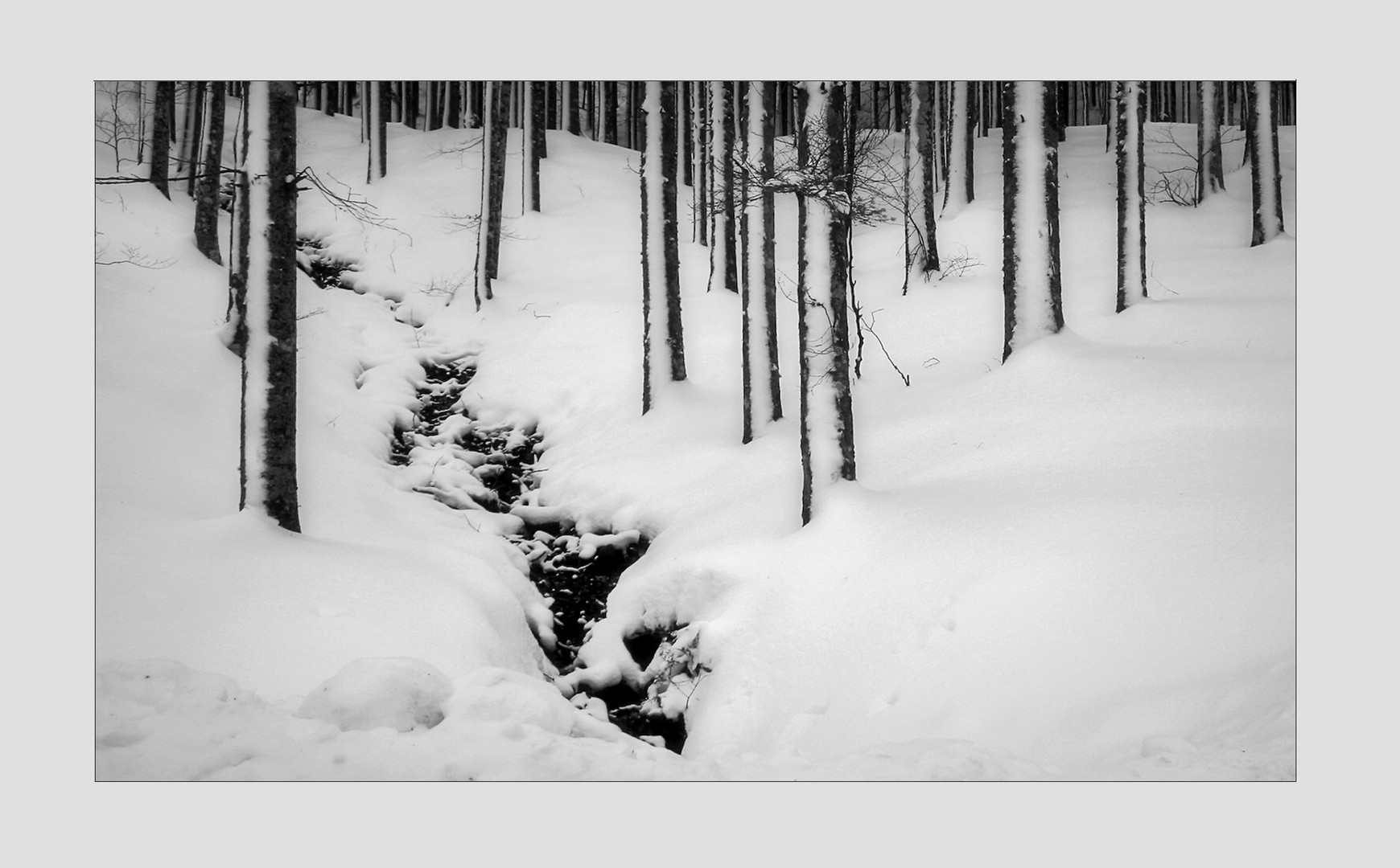 Neve di bosco