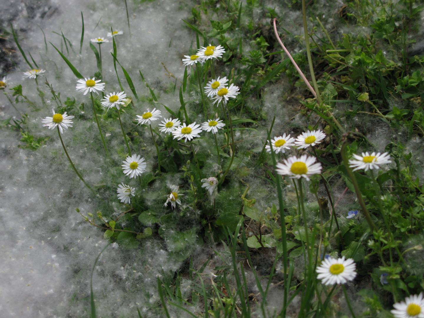 neve di polline...