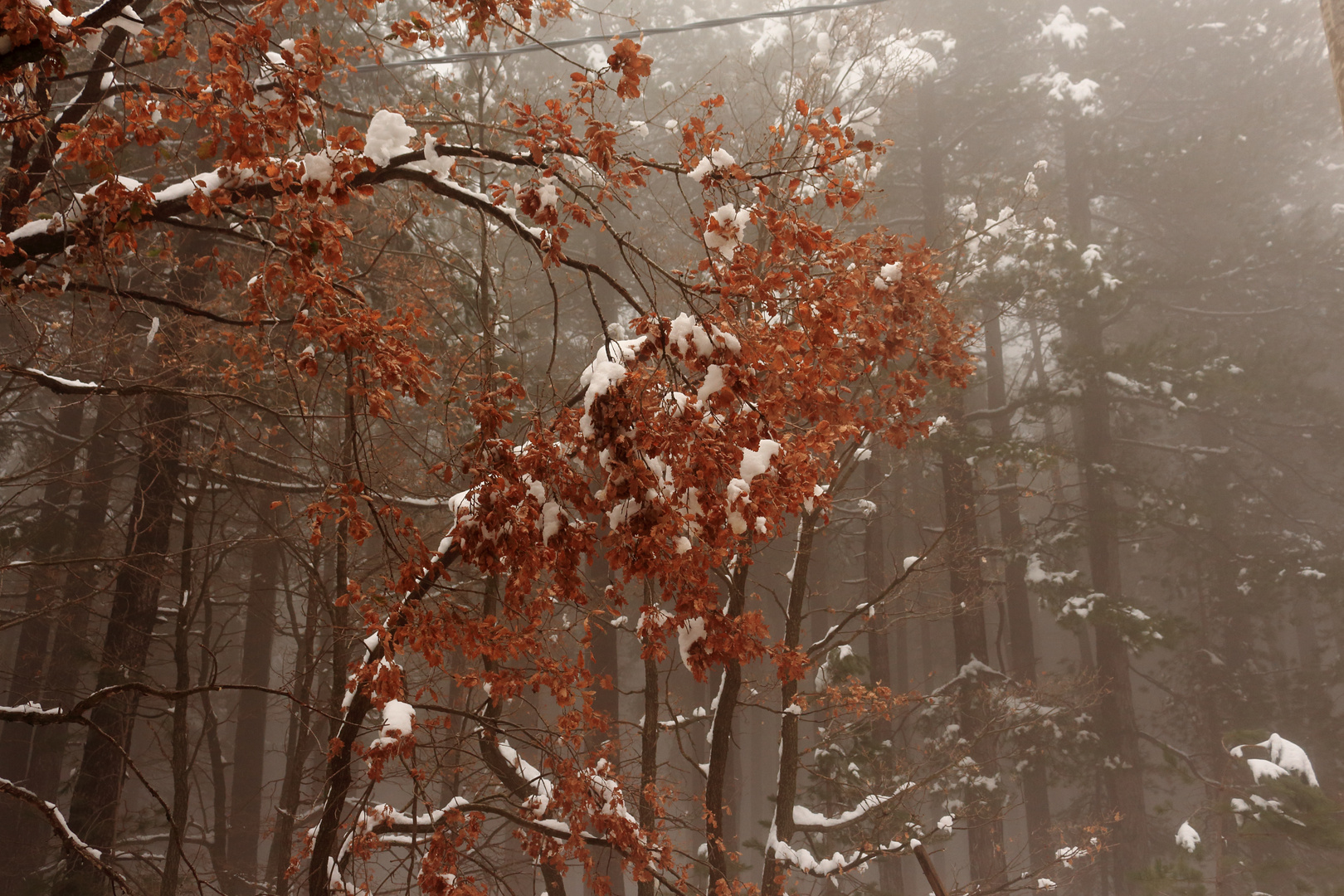 neve ....e nebbia....