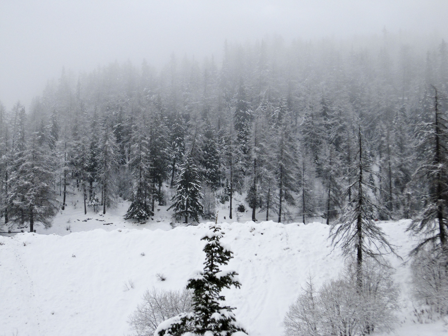 neve e nebbia tra gli abeti