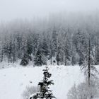 neve e nebbia tra gli abeti