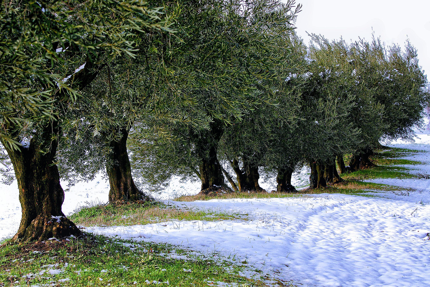 Neve e ulivi