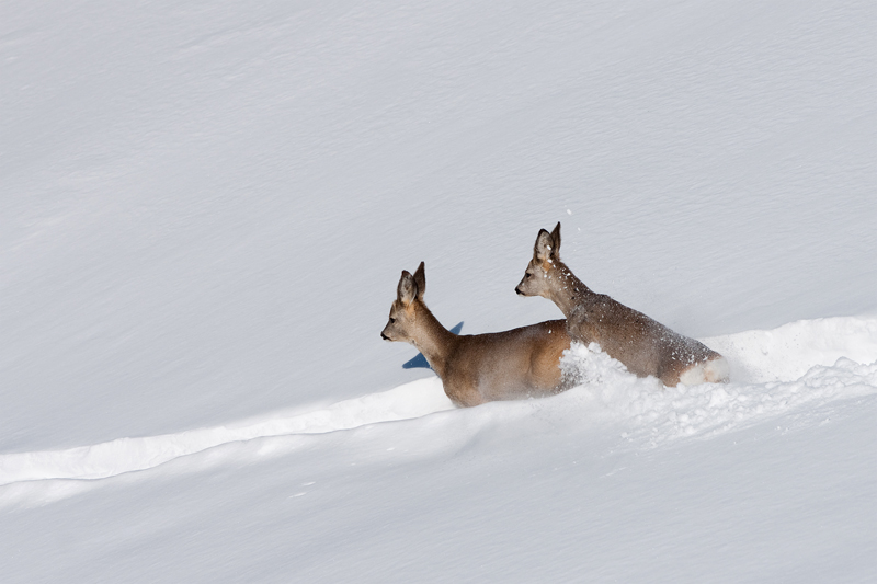 Neve fresca !!!