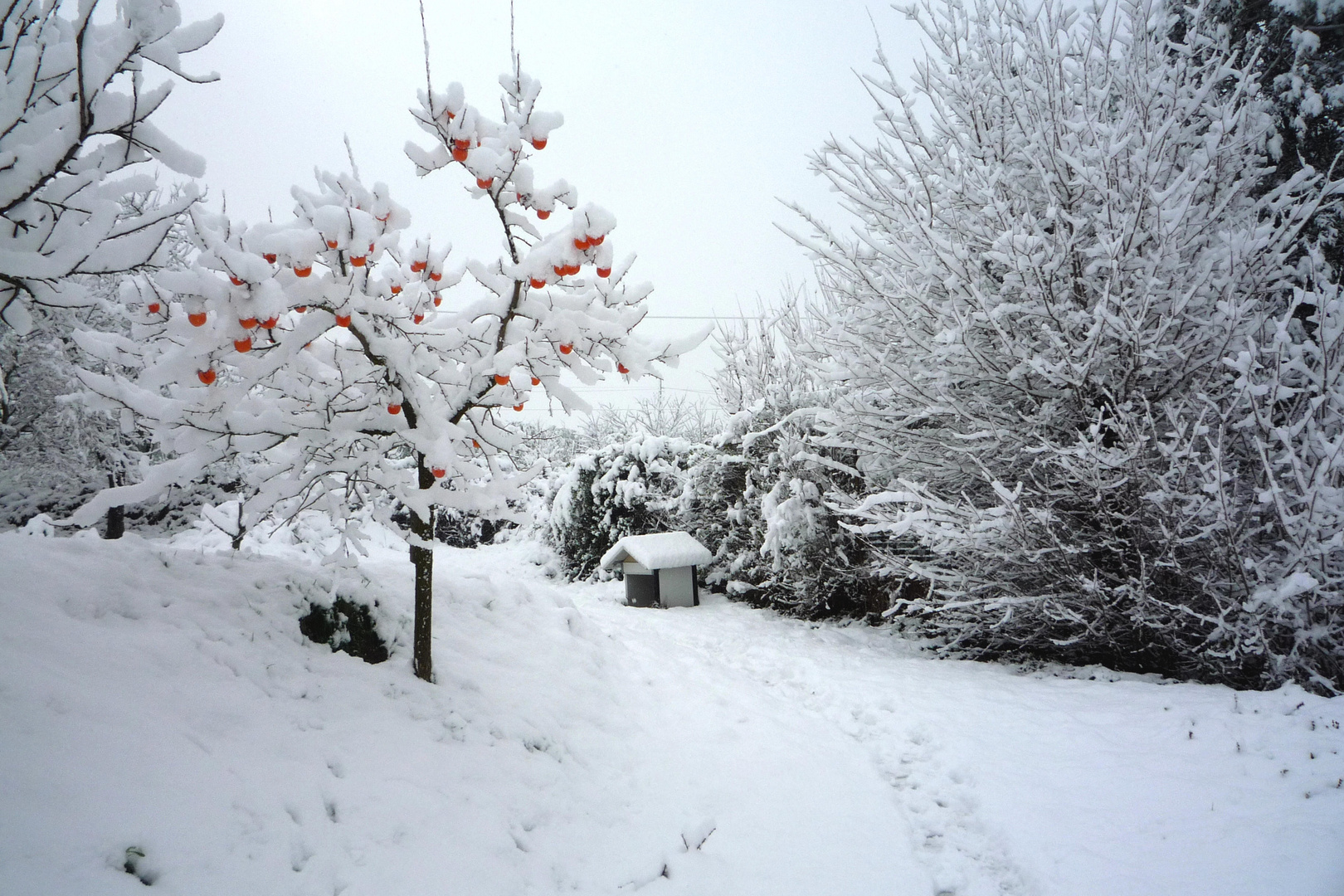 neve in campagna