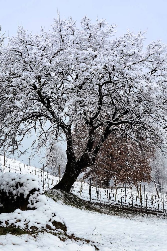 Neve in Franciacorta 2