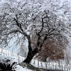 Neve in Franciacorta 2