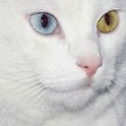 Neve - meine Odd-Eyed Cat