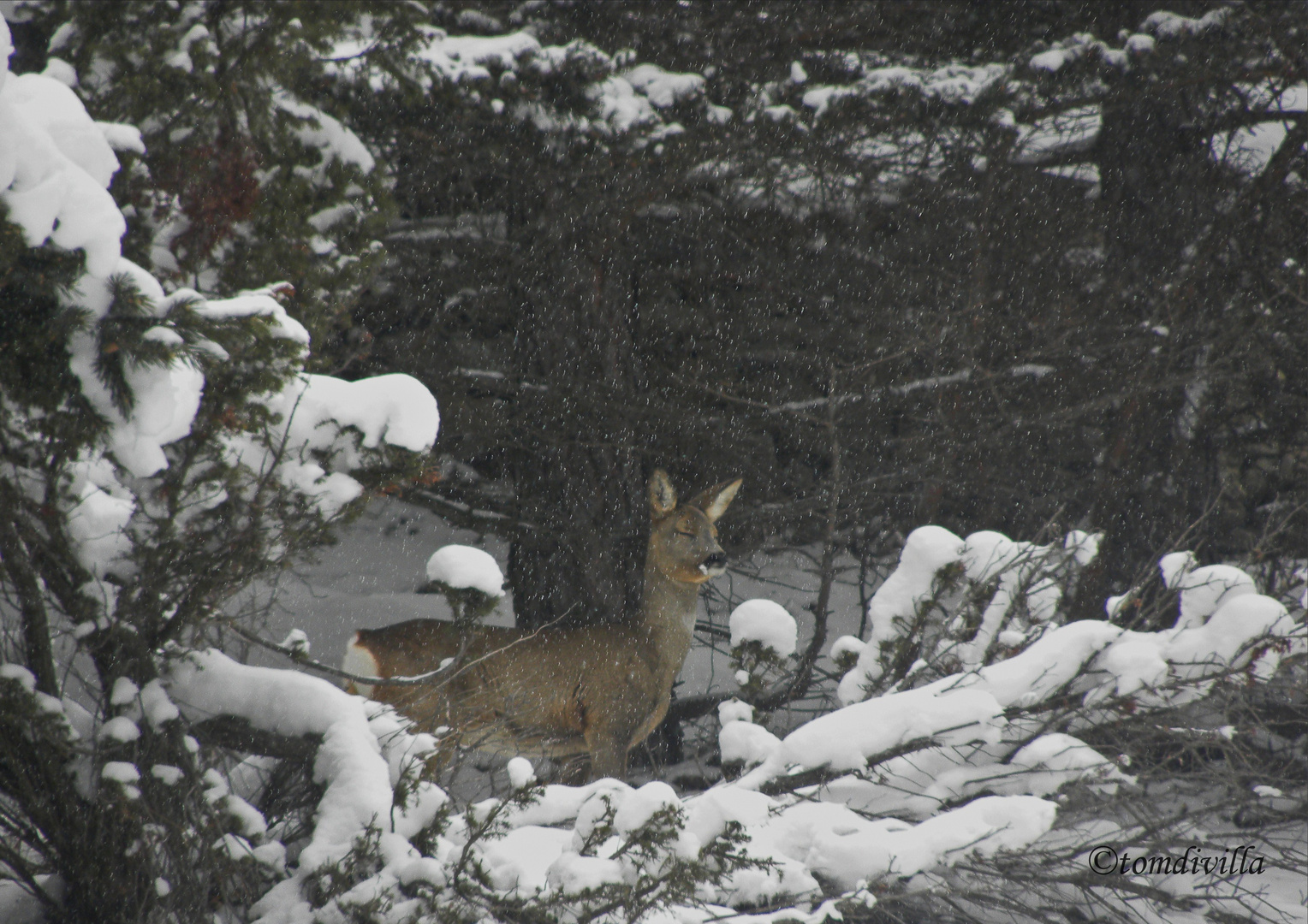 Neve negli occhi