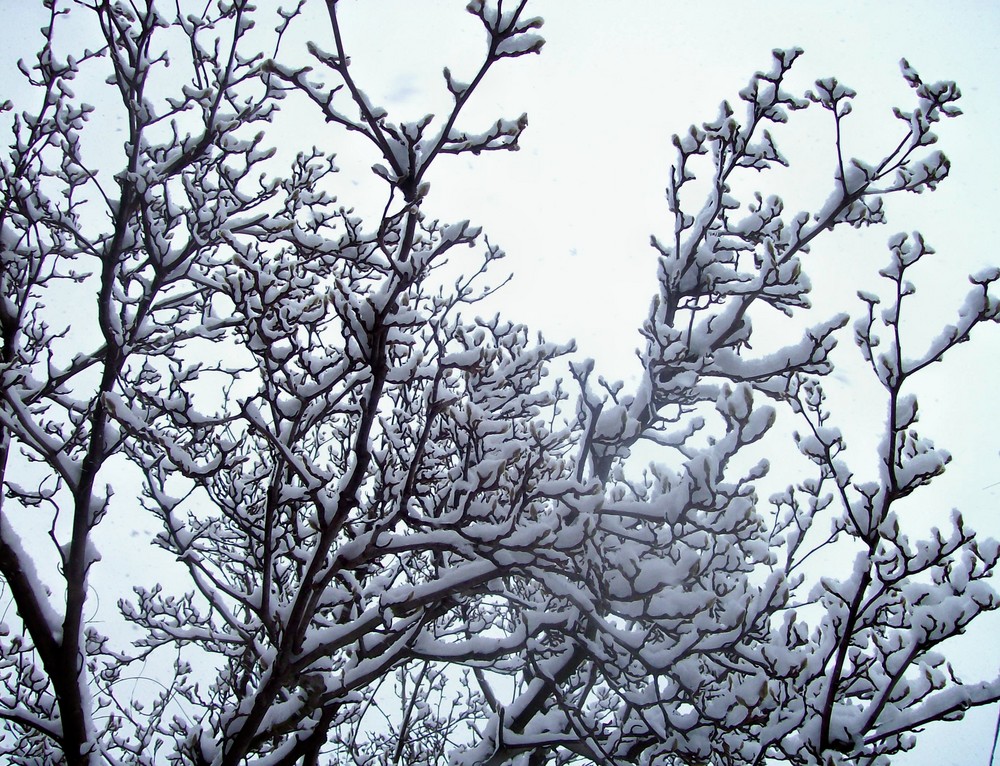 neve neve e ancora neve