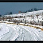 neve sicula