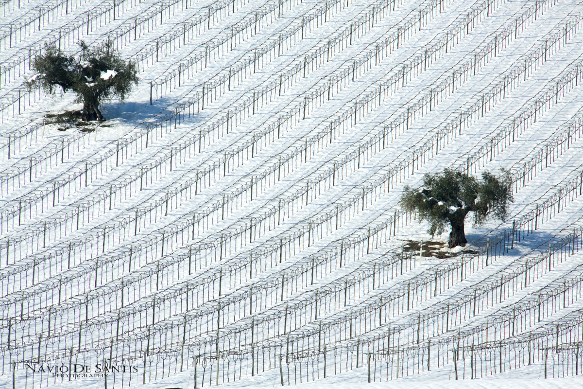 NEVE tra i Vigneti