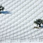 NEVE tra i Vigneti