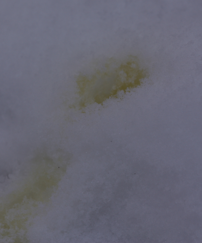 Never eat yellow snow