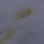 Never eat yellow snow