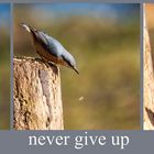 never give up 