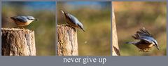 never give up 