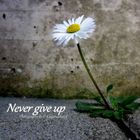 Never give up