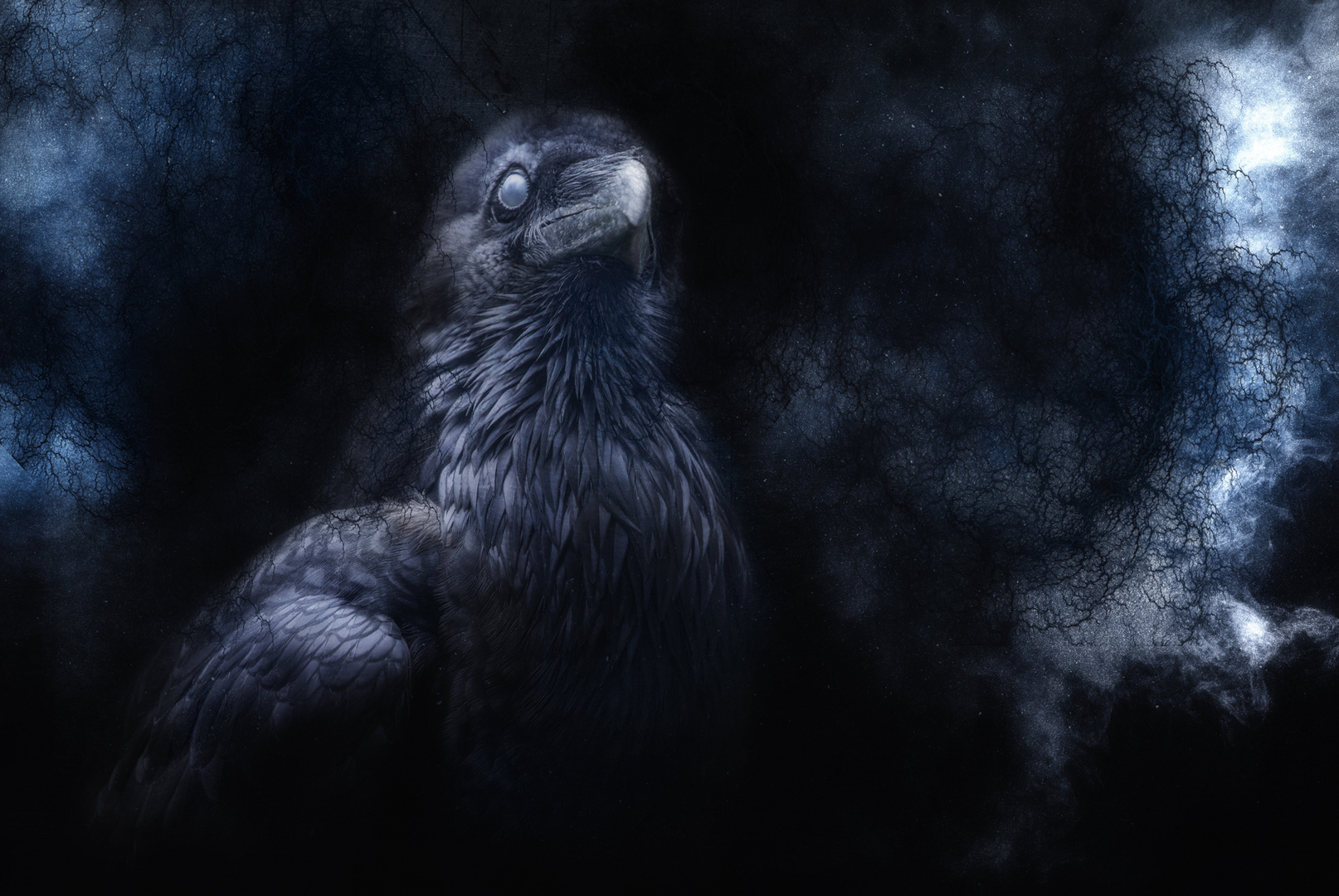 nevermore Foto & Bild fotomontage, naturkreativ, bearbeitungs