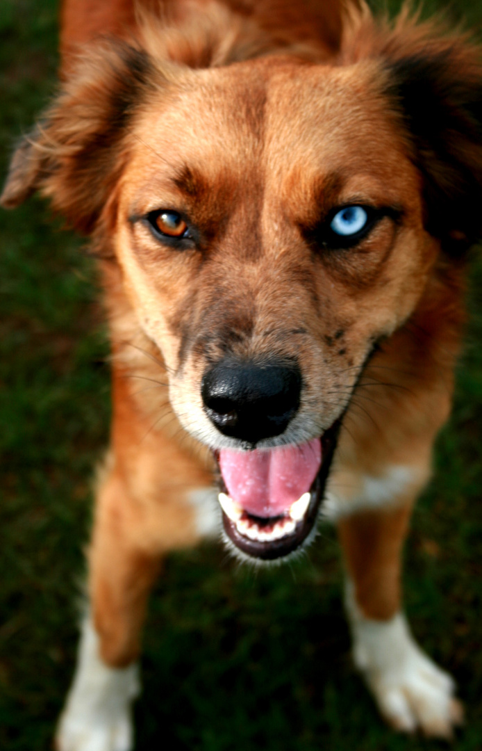 Nevi (Australian Shepherd)