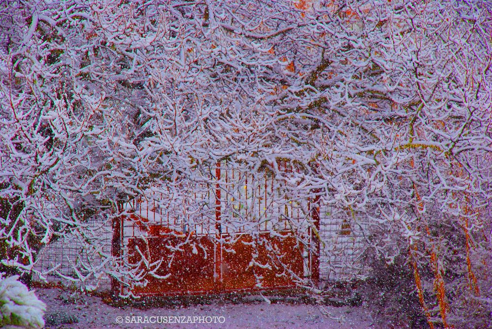 Nevica sopra la quercia