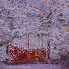 Nevica sopra la quercia