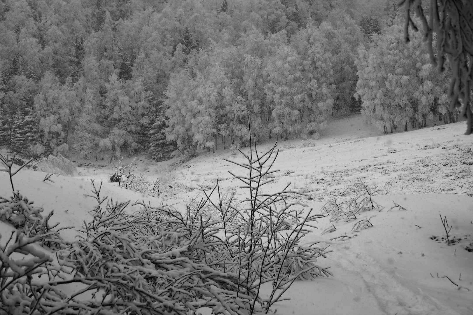 Nevicata a colle s. Bernardo (Valle Varaita Cuneo)