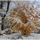 Nevicata ai giardini