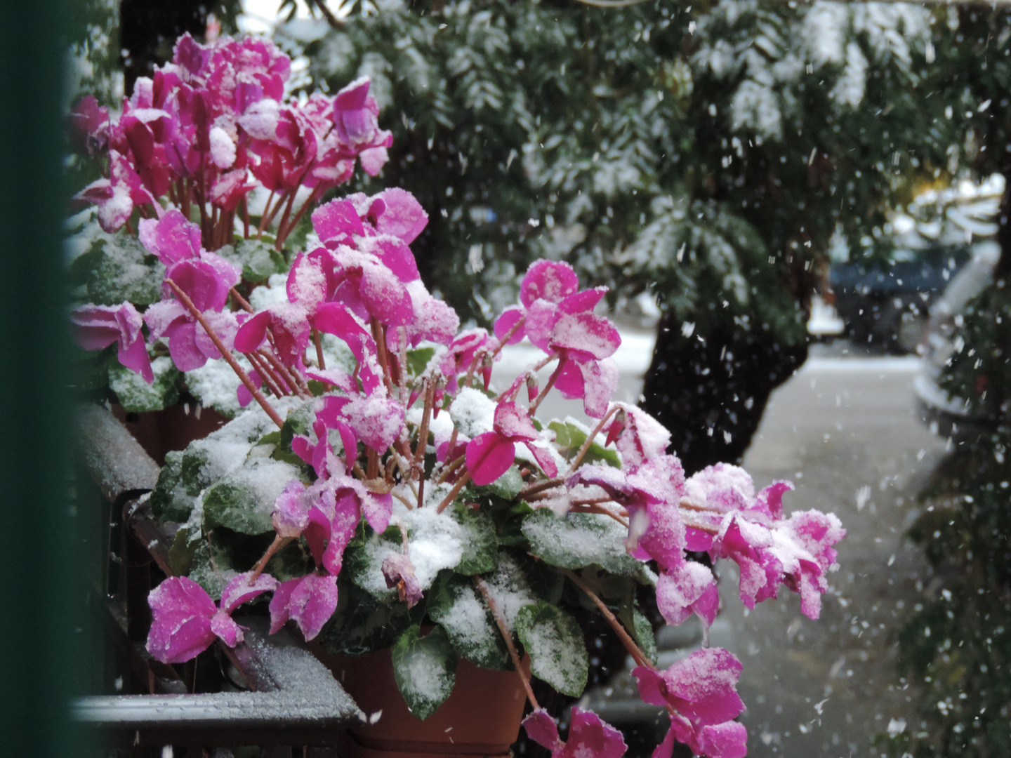 Nevicata del 31 dicembre 2014