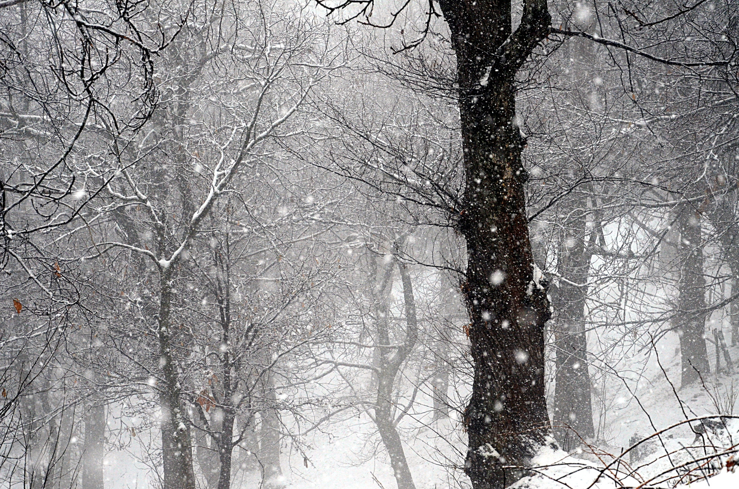 nevicata nel bosco