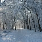 nevicata nel bosco