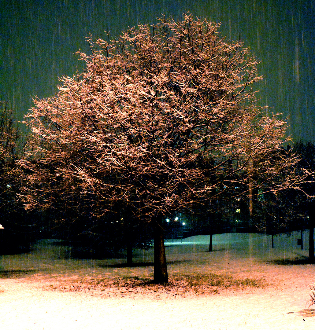 Nevicata notturna a Bollate (Mi) Parco cittadino Martin Luther King 14 / 02 / 2015