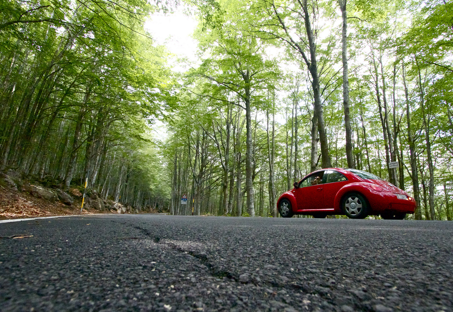 New beatles rosso nel verde