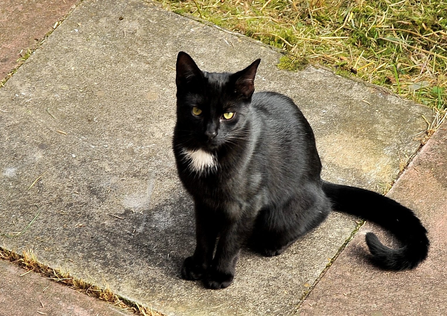 New Black and White Cat