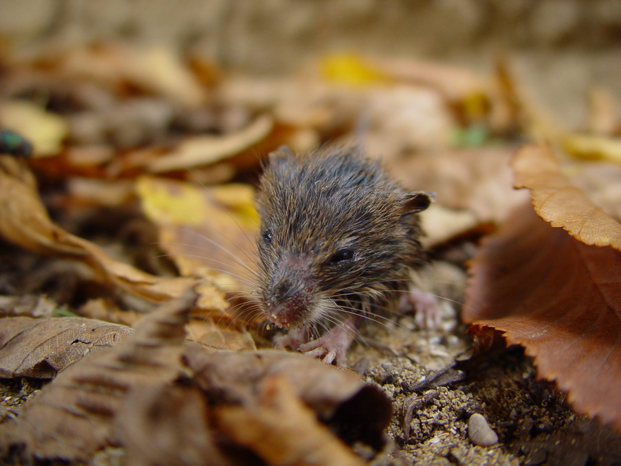 New born forest-mouse