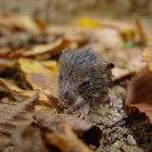 New born forest-mouse