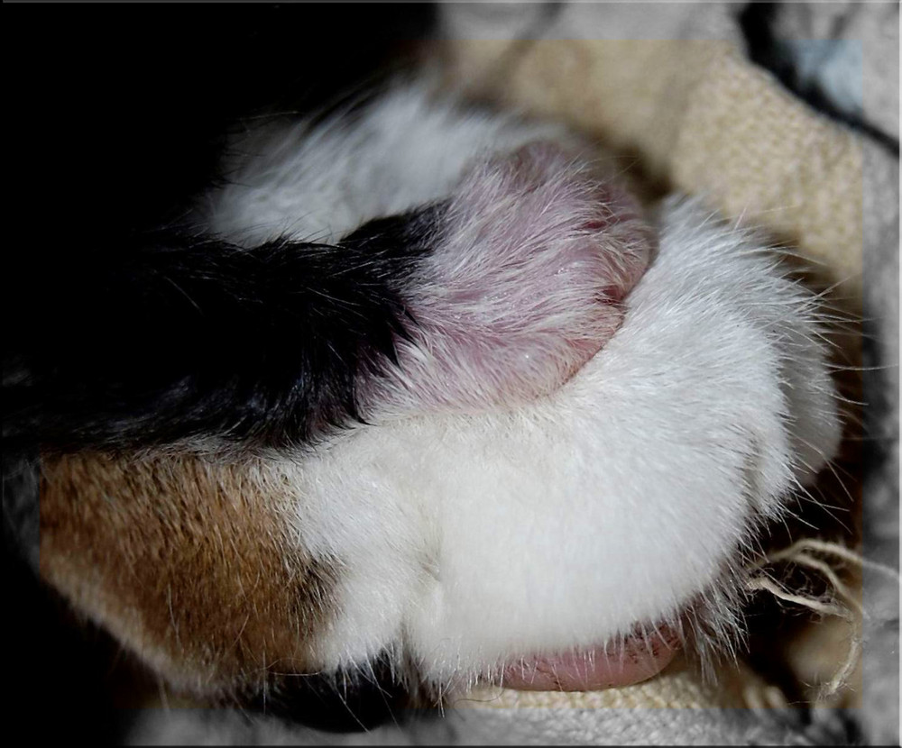 New born - micro paw
