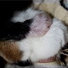 New born - micro paw