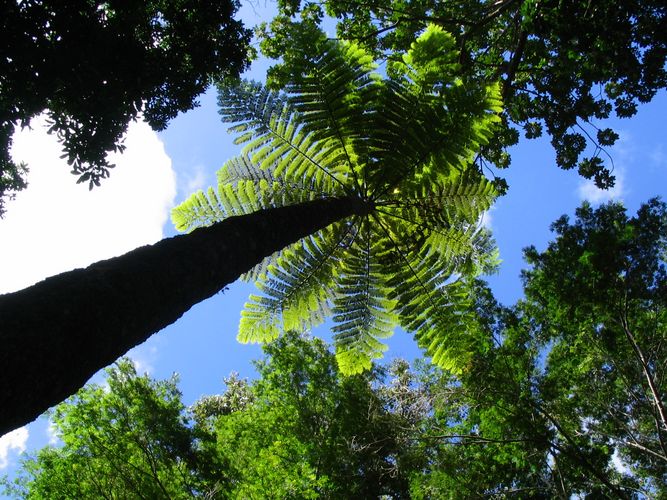 (new Caledonia)