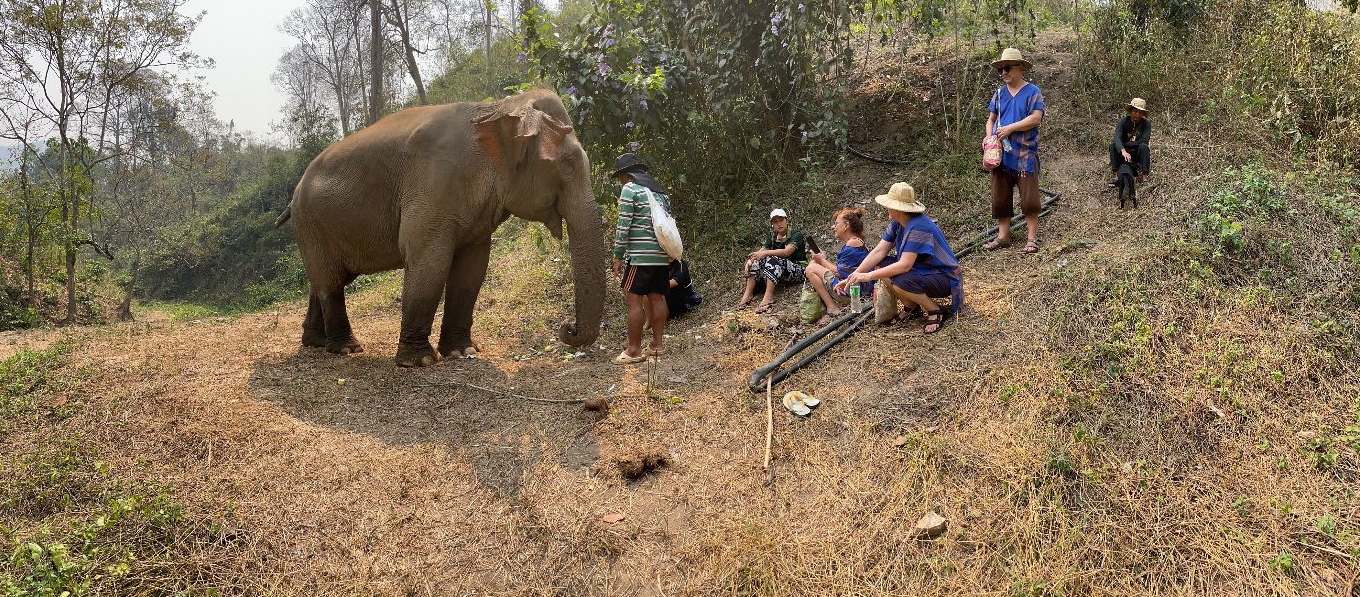 New Elephant Home