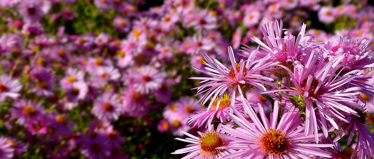 New England Aster 