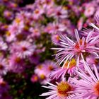 New England Aster 