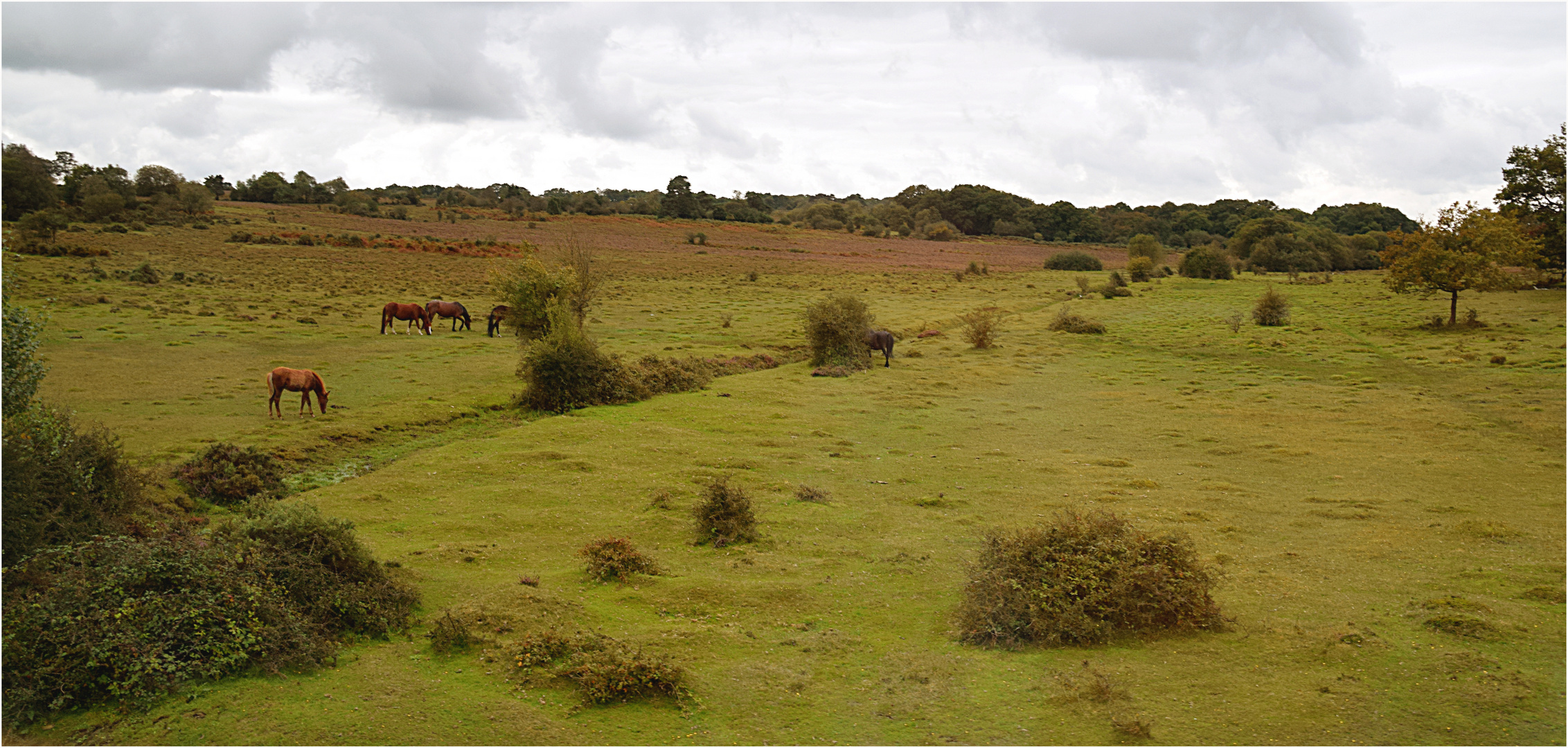 New Forest